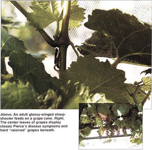 Above, An adult glassy-winged sharpshooter feeds on a grape cane. Right, The center leaves of grapes display classic Pierce's disease symptoms and hard "raisined" grapes beneath.