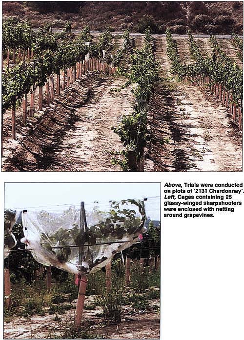 Above, Trials were conducted on plots of '2131 Chardonnay'. Left, Cages containing 25 glassy=winged sharpshooters were enclosed with netting around grapevines.
