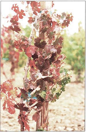 In 1992, UC scientists discovered that some Redglobe grapes planted on rootstock were declining and dying; a series of experiments was initiated to identify the cause. Test plant of Cabernet Sauvignon on rootstock 3309C with solid red coloration in late 1998, about a year after graft-inoculations with source Redglobe.