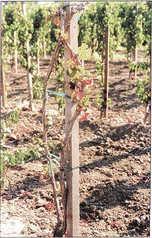A surviving red-leaf test plant in spring 1999, now with reddish mottled leaves and weak vegetative growth. Test plant is Cabernet Sauvignon on rootstock 5BB infected with source Redglobe.