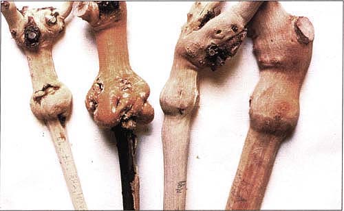 Four specimens of bench-grafted Redglobe plants show enlarged unions and necrotic fissures on the Redglobe closterovirus-sensitive rootstocks 5BB, far left, and 3309C, second from left. Rootstock 3309C also developed extensive stem necrosis. The others show normal unions and stems on tolerant rootstocks Freedom, second from right, and 101-14Mtg, far right.