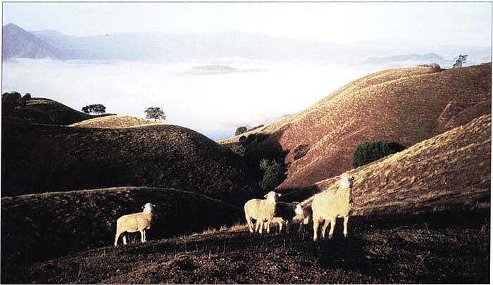 To protect water quality, many ranchers on California's North Coast are required to evaluate and mitigate the potential for delivery of sediment to streams on their property. Sheep graze on an oak woodland slope in the Russian River watershed.