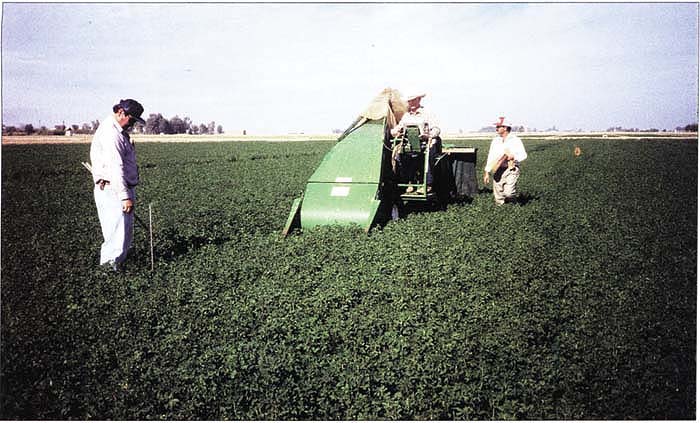 In Imperial Valley, alfalfa is grown on moderately saline, clay soils with a moderately saline water table. Alfalfa yield samples are taken at UCDREC.