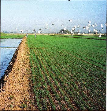 Alfalfa stands are maintained for a 3- to 4-year production cycle, and harvested as hay in seven to nine cuttings per year. Two irrigations are generally recommended to establish the stand, followed by two irrigations per cutting.