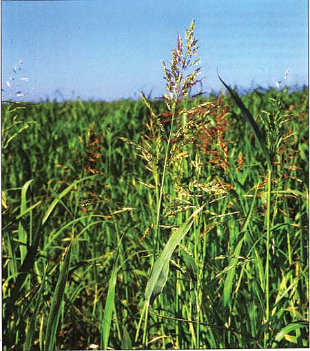 Sudangrass-hay acreage quadrupled from 42,000 acres to nearly 172,000 between 1988 and 1997. However, little is known about its water use.