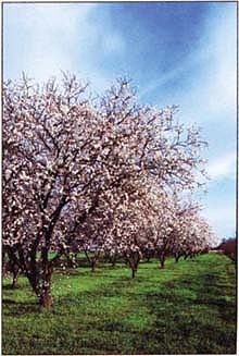 Early successes with the Biologically Integrated Orchard Systems (BIOS) project in almonds led to the creation of similar BIFS programs for tree fruits and nuts such as walnuts, apples and dried plums.