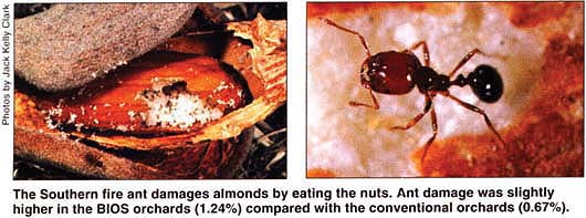 The Southern fire ant damages almonds by eating the nuts. Ant damage was slightly higher in the BIOS orchards (1.24%) compared with the conventional orchards (0.67%).