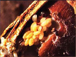 Goniozus legneri, a navel orangeworm parasitoid, was periodically released in four of the BIOS orchards studied. Navel orangeworm found in mummy nuts were sampled for G. legneri; its winter survival was low, with only three parasitoids identified in 3 years.