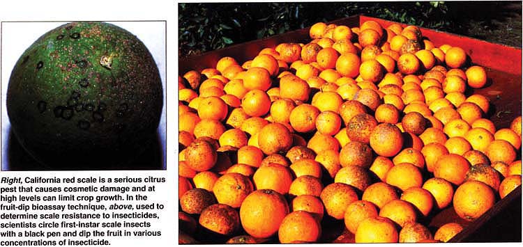 Right, California red scale is a serious citrus pest that causes cosmetic damage and at high levels can limit crop growth. In the fruit-dip bioassay technique, above, used to determine scale resistance to insecticides, scientists circle first-instar scale insects with a black pen and dip the fruit in various concentrations of insecticide.