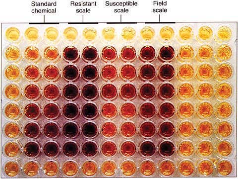 A new colorimetric test for armored scale resistance can obtain results in 1 day, as opposed to 10 days for the fruit-dip bioassay.