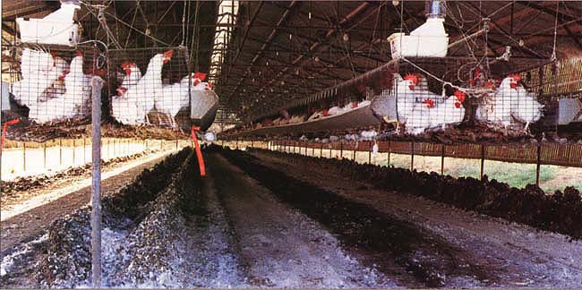 Egg producers sometimes remove poultry manure in a pattern of alternating rows. However, the study indicates that such removal systems do not necessarily reduce fly populations.