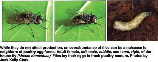 While they do not affect production, an overabundance of flies can be a nuisance to neighbors of poultry egg farms. Adult female, left, male, middle, and larva, right, of the house fly (Musca domestica). Flies lay their eggs in fresh poultry manure. Photos by Jack Kelly Clark.