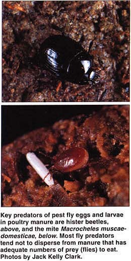 Key predators of pest fly eggs and larvae in poultry manure are hister beetles, above, and the mite Macrocheles muscae-domesticae, below. Most fly predators tend not to disperse from manure that has adequate numbers of prey (flies) to eat. Photos by Jack Kelly Clark.