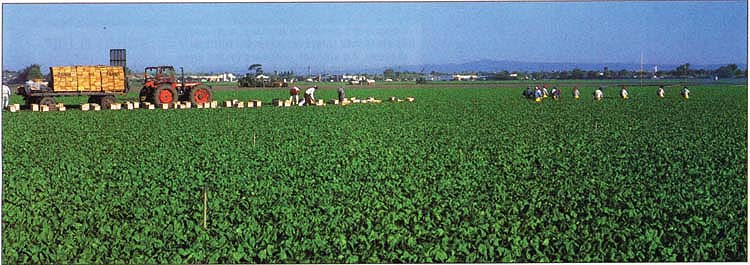 Spinach has grown into a $104 million industry in California. A new host-specific strain of Stemphylium leaf spot causes symptoms that can be difficult to distinguish from spray drift damage.