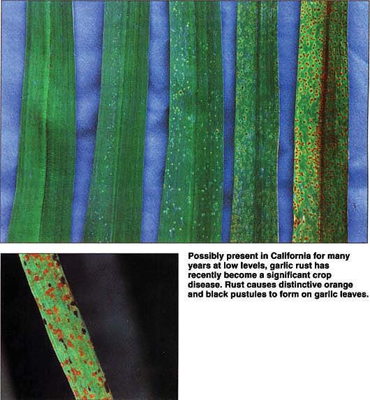 Possibly present in California for many years at low levels, garlic rust has recently become a significant crop disease. Rust causes distinctive orange and black pustules to form on garlic leaves.
