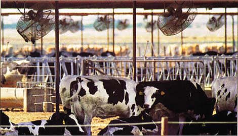 Dairies are among the agricultural industries most vulnerable to power outages and rolling blackouts. While growers and livestock producers are advised to switch energy usage to non-peak times when prices are lower, many operations do not have that option; for example, cows must be milked on schedule and eggs must be processed soon after they are laid.