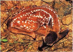 A black-tailed deer fawn.