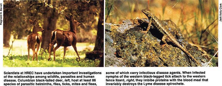 Scientists at HREC have undertaken important investigations of the relationships among wildlife, parasites and human disease. Columbian black-tailed deer, left, host at least 86 species of parasitic helminths, flies, ticks, mites and fleas, some of which carry infectious disease agents. When infected nymphs of the western black-legged tick attach to the western fence lizard, right, they imbibe proteins with the blood meal that invariably destroys the Lyme disease spirochete.