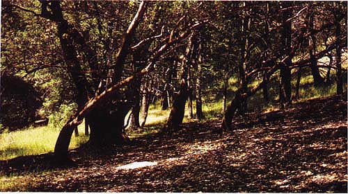 An epidemiological study of a Northern California rural community found that 24% of the population tested positive for Lyme disease. Frequent exposure to leaf-litter areas in hardwood forests may be linked to these high infection rates. The white cloth is dragged over the litter surface with a wooden handle to collect western black-legged tick nymphs; tick larvae and nymphs are found in leaf-litter areas much more frequently than the adults.