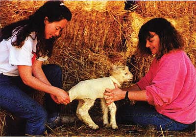 Meghan Gerzevske and Mary Kelly fit a stockinette jacket on a lamb before it is fostered to a ewe. Many undergraduate and graduate students have obtained research experience with sheep at HREC.