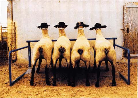 Callipyge lambs (two on right) have enlarged muscles in the hindquarters, compared with normal lambs (two on left). However, their meat is tougher than normal lamb.