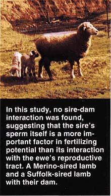  In this study, no sire-dam interaction was found, suggesting that the sire's sperm itself is a more important factor in fertilizing potential than its interaction with the ewe's reproductive tract. A Merino-sired lamb and a Suffolk-sired lamb with their dam. 