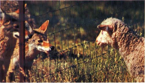 At the UC Hopland Research and Extension Center, sheep are subject to the same management problems typically experienced by sheep producers on California's North Coast, including coyote depredation. In the early 1970s, coyotes were observed in fenced enclosures to better understand their sheep-killing instincts.