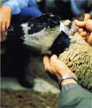 The livestock protection collar is attached to the necks of vulnerable sheep. If the coyote punctures the collar while attacking the sheep, it receives a lethal dose of sodium fluoroacetate. This method can selectively control sheep-killing coyotes, but it was banned by California voters in 1998.