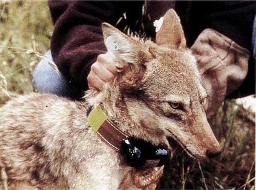 Between 1992 and 1998, UC Berkeley and USDA scientists undertook a series of studies at the UC Hopland Research and Extension Center to learn about how lethal coyote controls can be used more effectively and selectively. Coyotes were captured in padded leg-hold traps or snares, radio-collared and released. Each collar had its own distinct frequency, so that the locations of individuals could be determined by tracking with a directional antenna.
