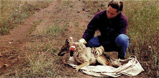 When alpha coyotes were removed from their territories, sheep depredation was significantly reduced for about 3 months, after which new alpha coyotes moved in and began killing sheep. Field technician Eveline Sequin released a captured coyote after outfitting it with a radiotelemetry collar.