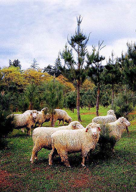 Grazing has been a primary use of California's hardwood rangelands, but economic returns are low. By combining tree farming with sheep grazing, producers may be able to increase their income while limiting the pressure to subdivide open space.
