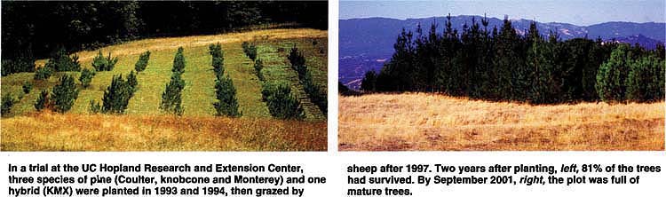 In a trial at the UC Hopland Research and Extension Center, three species of pine (Coulter, knobcone and Monterey) and one hybrid (KMX) were planted in 1993 and 1994, then grazed by sheep after 1997. Two years after planting, left, 81% of the trees had survived. By September 2001, right, the plot was full of mature trees.