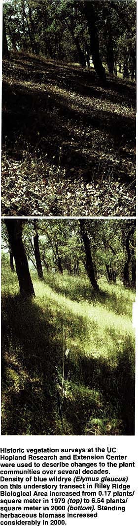 Historic vegetation surveys at the UC Hopland Research and Extension Center were used to describe changes to the plant communities over several decades. Density of blue wildrye (Elymus glaucus) on this understory transect in Riley Ridge Biological Area increased from 0.17 plants/square meter in 1979 (top) to 6.54 plants/square meter in 2000 (bottom). Standing herbaceous biomass increased considerably in 2000.