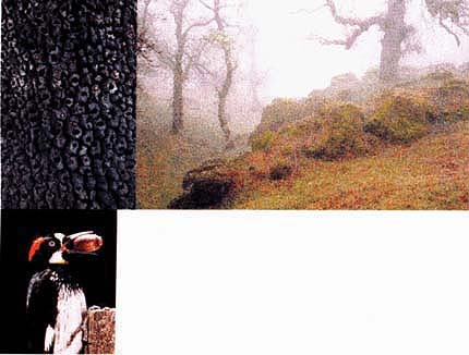 Below, Hopland's oak woodland terrain supports a variety of wildlife including acorn woodpeckers, which use a granary tree for storage.