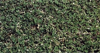 Several subclovers provided excellent cover on dryland pastures after several years. The authors recommend seeding with a mixture of high-performing varieties to optimize forage for livestock.