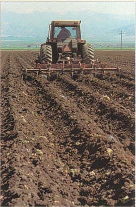 In a 3-year study, intermittent deep chiseling and ripping resulted in higher fresh lettuce yield and fewer symptoms of lettuce drop disease. A minimum-till ripper in the field undertakes the last step of the four-step deep minimum tillage program.
