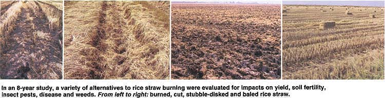 In an 8-year study, a variety of alternatives to rice straw burning were evaluated for impacts on yield, soil fertility, insect pests, disease and weeds. From left to right: burned, cut, stubble-disked and baled rice straw.