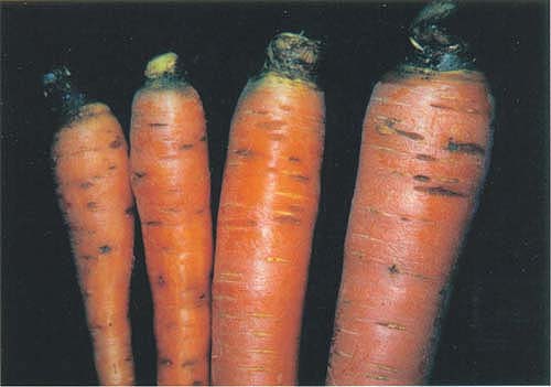 Carrots infected with cavity spot are usually deemed unsultable for the fresh market. Caused by the fungus Pythium, cavity spot can also infect other crops such as beets, broccoli and wheat.