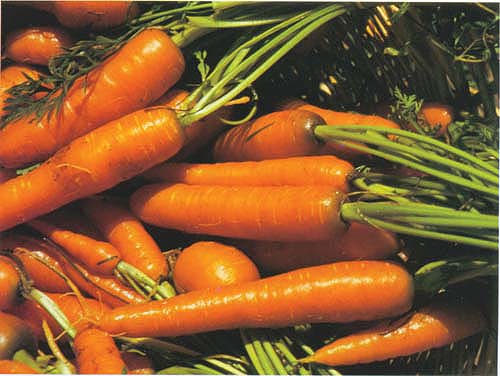 Soil microflora apparently degrades mefenoxam more rapidly after repeated applications. Carrot growers may need to rely on longer crop rotations and limit use of the fungicide in order to ensure a healthy crop.