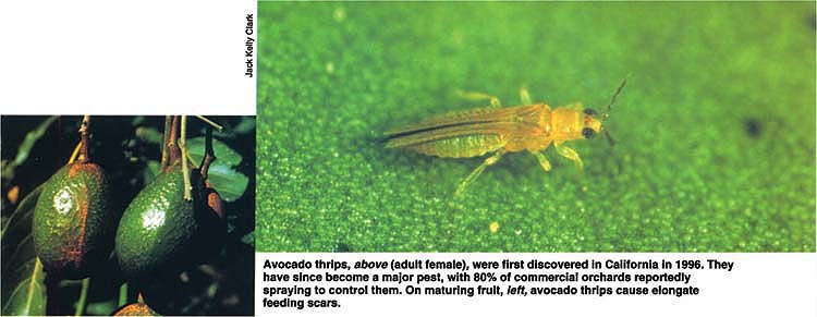 Avocado thrips, above (adult female), were first discovered in California in 1996. They have since become a major pest, with 80% of commercial orchards reportedly spraying to control them. On maturing fruit, left, avocado thrips cause elongate feeding scars.