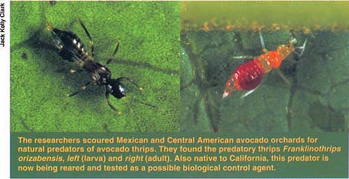 The researchers scoured Mexican and Central American avocado orchards for natural predators of avocado thrips. They found the predatory thrips Franklinothrips orizabensis, left (larva) and right (adult). Also native to California, this predator is now being reared and tested as a possible biological control agent.