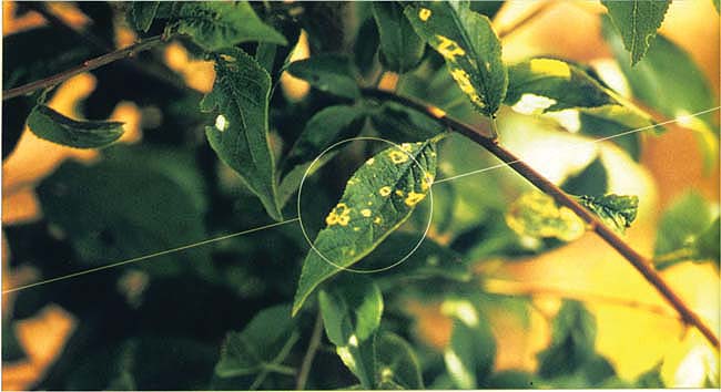 Scientists have recently characterized a disease first seen in 1986. Two Tulare County plum orchards succumbed to bark necrosis and stem pitting; tests confirmed a graft-transmissible agent. Symptoms include chlorotic ring spots, which were induced on ‘Shiro’ plum.