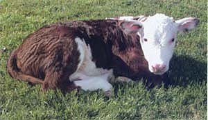 Rosie weighed about 100 pounds at birth, a bit larger than the average 75 to 80 pounds usually seen in Hereford calves. Cloned calves are often unusually large, but this calf is considered within the normal range for her breed.