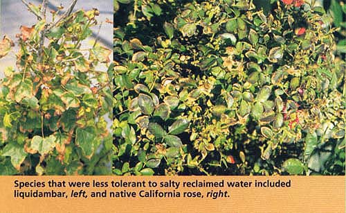 Species that were less tolerant to salty reclaimed water included liquidambar, left, and native California rose, right.