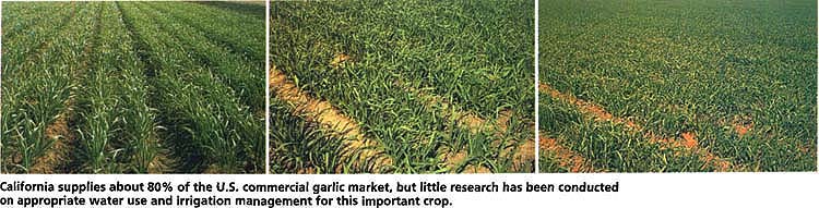 California supplies about 80% of the U.S. commercial garlic market, but little research has been conducted on appropriate water use and irrigation management for this important crop.