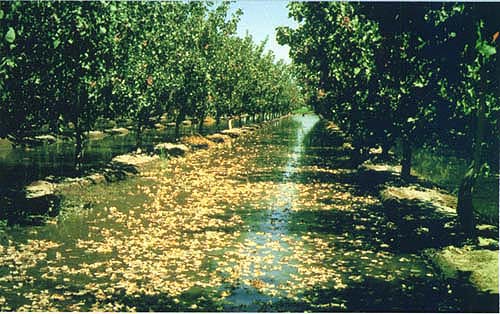 Humidity in pistachio orchards increases the magnitude and severity of Alternaria late blight, a fungal disease that causes defoliation, shell staining, mold contamination and reduced shell-splitting. Flood irrigation, above, can contribute to high humidity in orchards.