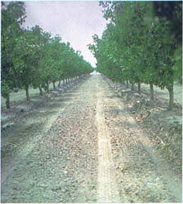 Buried drip irrigation is installed using specialized heavy equipment, above. In this orchard, roots that were inadvertently pruned can be seen at the front of the shank.