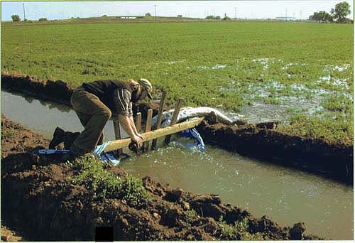 To investigate the potential movement of organophosphate and pyrethroid insecticides from alfalfa fields, the authors sampled inflows and outflows on alfalfa farms in the northern Sacramento Valley. UC Davis graduate student Corin Pease collects irrigation source water.