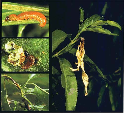 The major pests of cling peaches are oriental fruit moth, upper left, and peach twig borer, left middle. These pests can bore into the terminal of the leaf, lower left, and cause it to wither and die, right. Broad-spectrum insecticides are effective in controlling these species, but can cause other problems such as insect resistance and secondary pest outbreaks. Photos by Jack Kelly Clark.