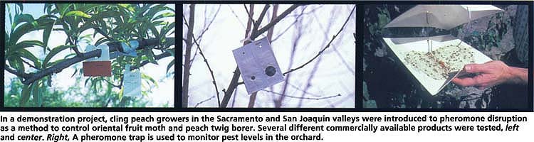 In a demonstration project, cling peach growers in the Sacramento and San Joaquin valleys were introduced to pheromone disruption as a method to control oriental fruit moth and peach twig borer. Several different commercially available products were tested, left and center. Right, A pheromone trap is used to monitor pest levels in the orchard.
